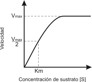 Cuadro de texto:  

Fig. 3.8 - Efecto de la concentracin de sustrato sobre la cintica enzimtica

