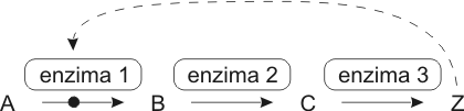 Cuadro de texto:  

Fig. 3. 12 - Retroalimentacin negativa (feedback negativo) en una ruta metablica. Cuando el producto final Z se acumula, inhibe alguno de los primeros pasos de la ruta.  
