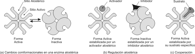 Cuadro de texto:  	 
 	Fig. 3.13 - Regulacin alostrica. (a) La mayora de las enzimas alostricas se ensamblan a partir de 2 o ms subunidades. Cada una posee un sitio activo. La enzima oscila entre dos estados: activo e inactivo. Alejado del sitio activo esta el sitio alostrico, que acta como un receptor especfico regulando la actividad enzimatica. (b) Se observa el efecto opuesto de un activador y un inhibidor sobre las cuatro subunidades de la enzima. (c) Efecto de cooperacin: un sustrato unido a uno slo de los sitios activos (encaje inducido), puede activar toda la enzima.




