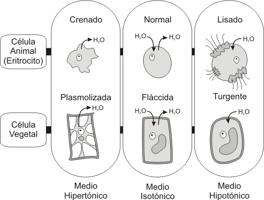 la celula animal. celula animal y sus partes. (a) células animales y (b)