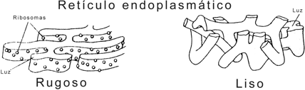 Fig. 5.1 - El sistema de endomembranas