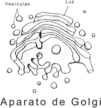 Fig. 5.1 - El sistema de endomembranas