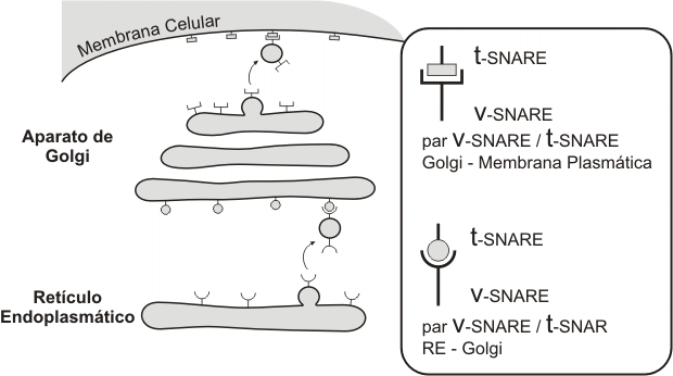 Fig. 5.5 - Reconocimiento del compartimento receptor