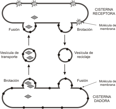 Fig. 5.6- Reciclaje de membrana