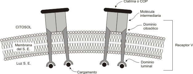Fig. 5.8- Participación de la clatrina y las COP en la selección del cargamento