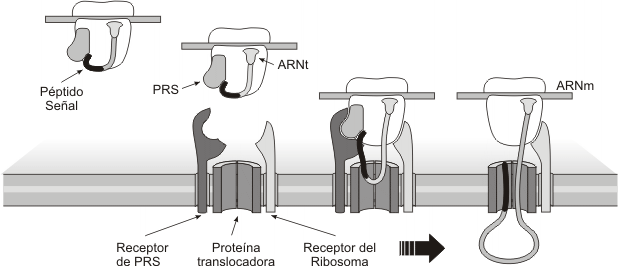 Fig. 5.10- Sïntesis de proteínas en el REG. Cotraslación