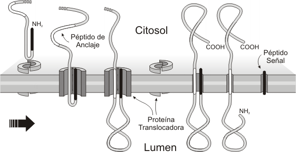 Fig. 5.11 a - Inserción de proteínas integrales en la membrana del REG 