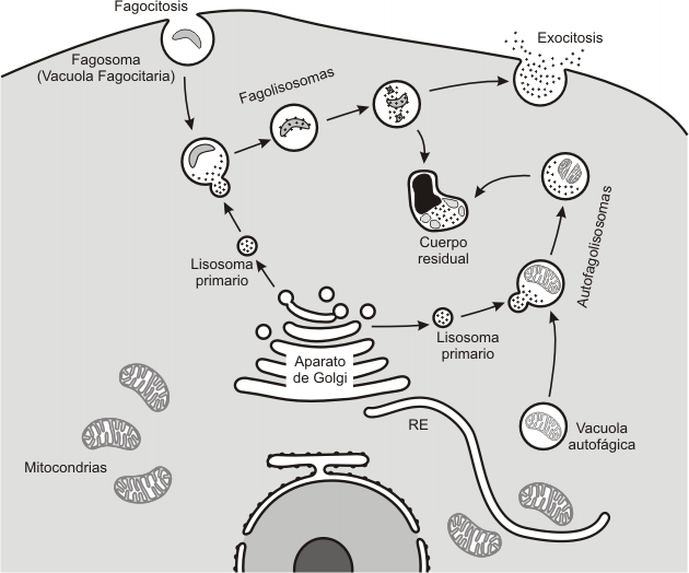 Fig. 5.15- Autofagia y Heterofagia