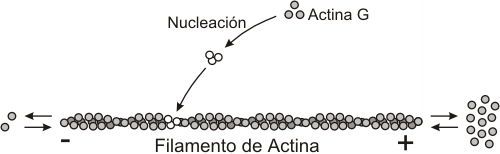 Fig. 6.1- Polimerización y despolimerización de los filamentos de actina.