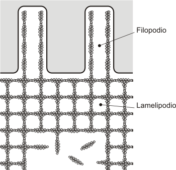Fig. 6.3 - Distribución de los filamentos de actina en los filopodios