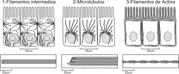 Fig. 6.7- Distribución de los componentes del citoesqueleto en la célula.