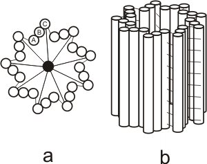 Fig. 6.8 - (a) Corte transversal de un centrosoma o cuerpo basal