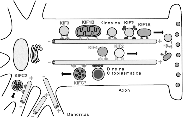 Fig. 6.12 - Disposición de los microtúbulos en el axón de una neurona.