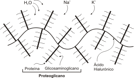 6.15 - Agregado molecular compuesto por: proteoglicanos; glicosaminoglicanos y ácido hialurónico 