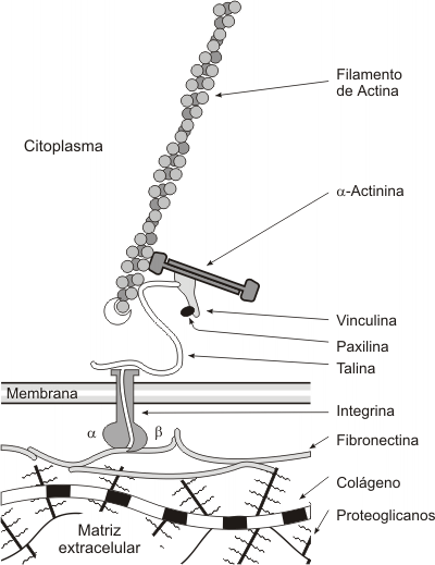 Fig. 6.16 - Integración del citoesqueleto con la matriz extracelular.