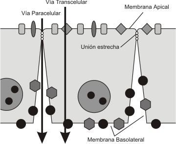 Fig. 6.18 - Uniones estrechas y asimetría de membrana 