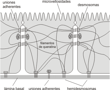 Fig. 6.19 - Uniones de anclaje en un epitelio