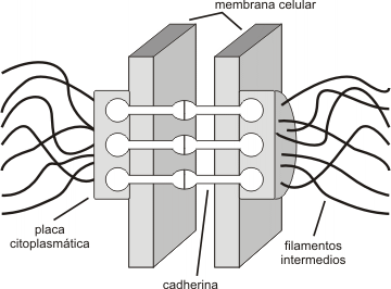 Fig. 6.20 - Estructura del desmosoma