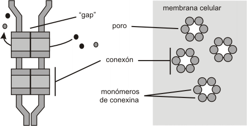 Fig. 6.21 - Unión en hendidura o nexus