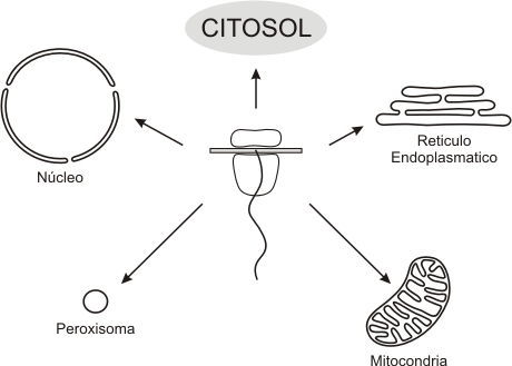 Fig. 6.23- Destino de las proteínas en los ribosomas citosólicos
