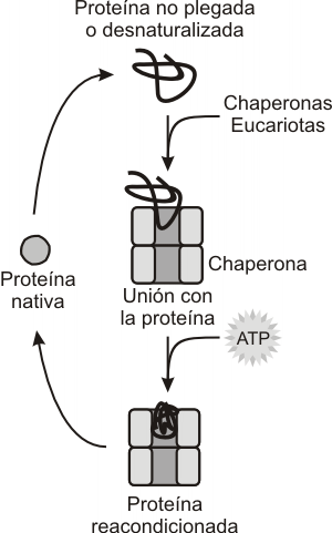 Fig. 6.24 - Modelo de la  actividad reparadora de las chaperonas sobre las proteínas desnaturalizadas 