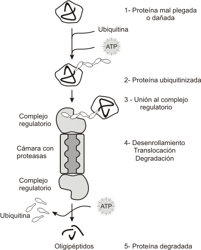 Fig. 6.25 - Modelo de la&nbsp; actividad de un proteosoma sobre las prote&iacute;nas da&ntilde;adas &nbsp; 