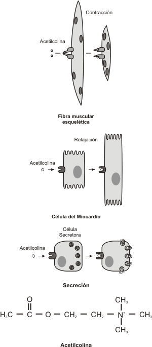 Fig. 7.1- Efecto de un mismo inductor sobre diferentes células blanco.