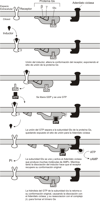 Fig. 7.5 - Secuencia de reacciones producidas a partir de la unión de la sustancia inductora con un receptor de membrana que activa a la proteína G, vía Adenilato ciclasa.