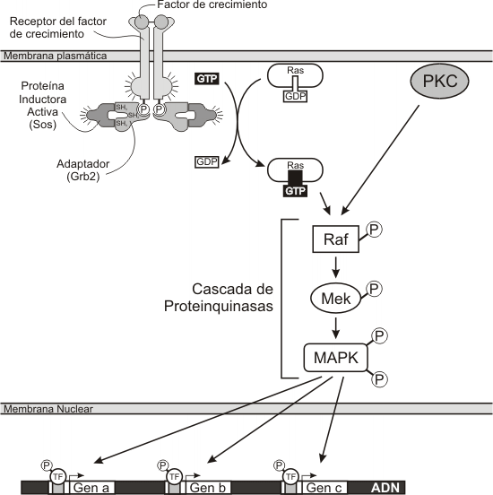 Fig. 7.11- Activación de la proteína Ras 