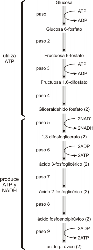 Anjos Cabalisticos Pdf