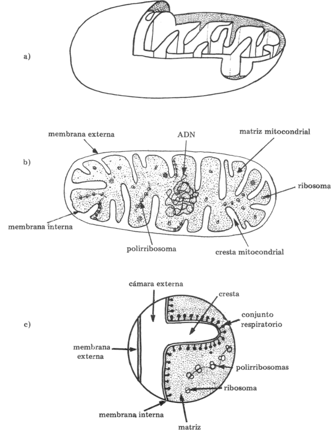 Fig. 9.2 - Esquema de la ultraestructura  de una mitocondria. (a) Esquema tridimensional, (b) Esquema de un corte al M.E.T. (c) Cresta mitocondrial (detalle). 
