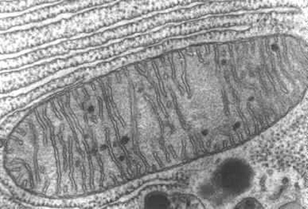 Fig.9.3- Microfotografía electrónica de una mitocondria. Se observan las invaginaciones de la membrana interna que forman las características crestas, que identifican esta organela
