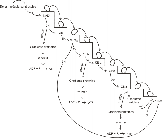 Fig.9.5- Diagrama de la cadena respiratoria y de la fosforilación oxidativa asociada