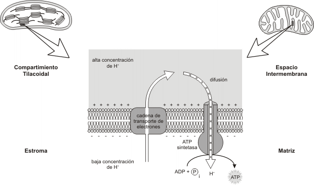 Fig. 9.6 - Esquema comparativo de la quimiósmosis en la mitocondria y el cloroplasto.