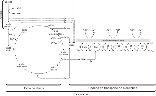 Fig. 9.7 - Resumen de la Glucólisis y de la Respiración