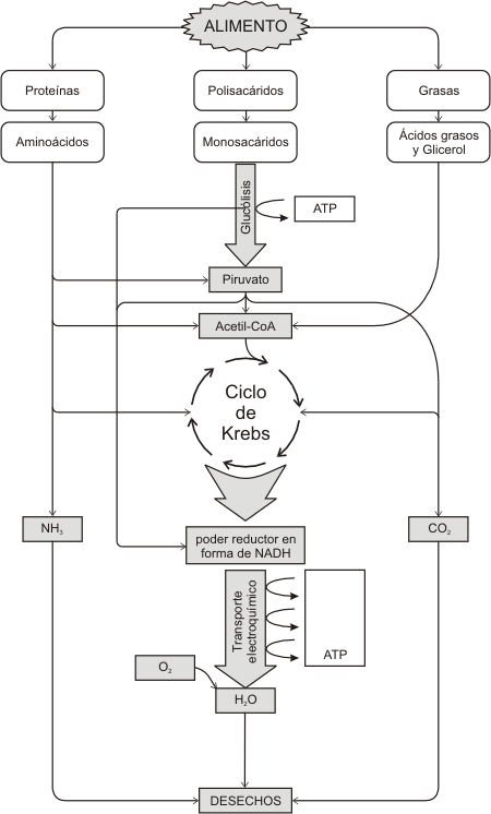 Fig.9.8- Vías principales del catabolismo y anabolismo en la célula,