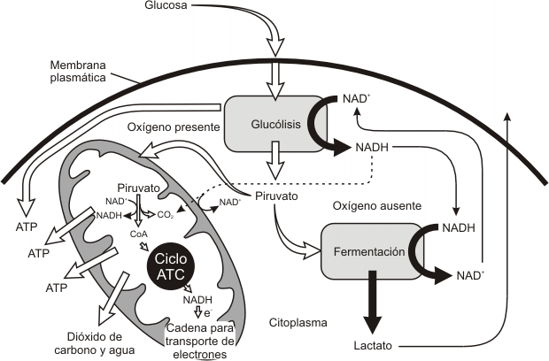 Fig.9.9- Resumen del metabolismo de los glúcidos en células eucariotas