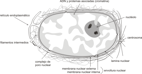 Fig. 10.1 - Esquema de un núcleo interfásico