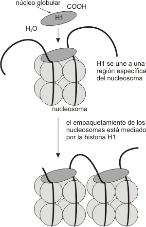 Fig. 10.9 - H1 y formación de la fibra de 10 nm