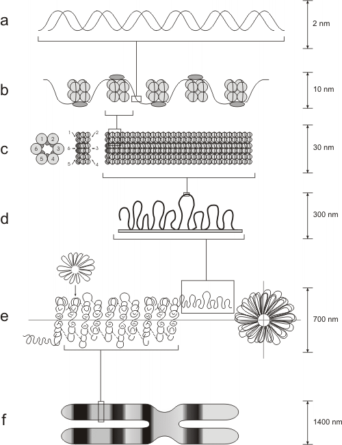 Fig. 10.10 - Modelo de empaquetamiento de la cromatina