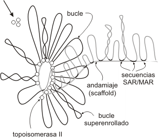 Fig. 10.11- Empaquetamiento de la fibra de 30 nm