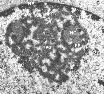 Fig. 10.20 - Microfotografía electrónica del nucléolo.