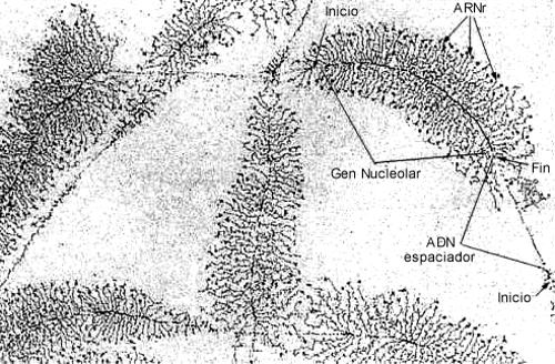 Fig. 10.21 - Microfotografía electrónica de los genes nucleolares (ADNr) durante la transcripción.