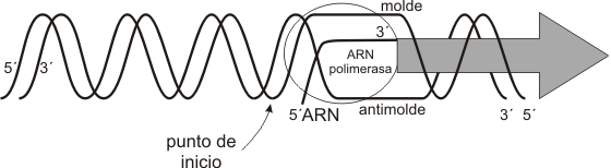 Fig. 11.3 - Burbuja de transcripción 