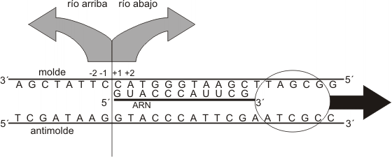 Fig. 11.4 - Dirección de la transcripción