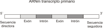 Fig. 11.9 - Estructura en mosaico del ARNm transcripto primario eucariota 