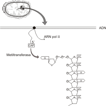 Fig 11.10- El agregado del cap