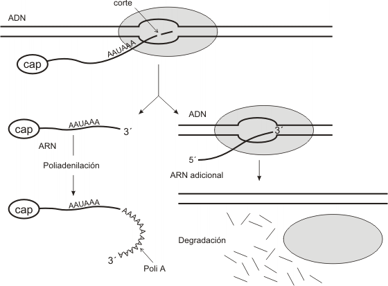 Fig. 11.11 - El agregado de la  cola poli A 