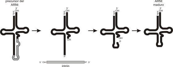 Fig. 11.17 - Intrón en el ARNt 