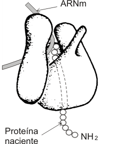 Fig. 11.19- Modelo de ribosoma que representa la ubicación tentativa del ARNm y de la proteína naciente